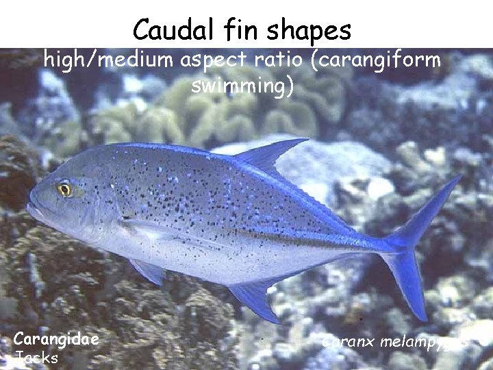 Caudal fin shapes high/medium aspect ratio (carangiform swimming) Carangidae Jacks Caranx melampygus 