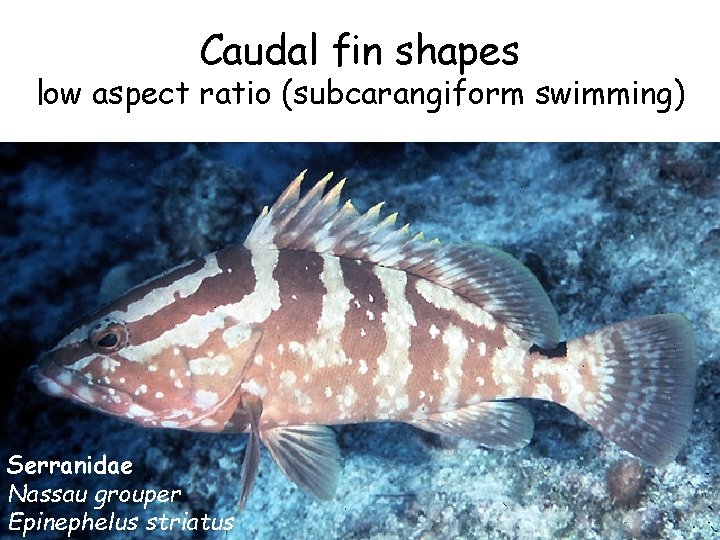 Caudal fin shapes low aspect ratio (subcarangiform swimming) Serranidae Nassau grouper Epinephelus striatus 