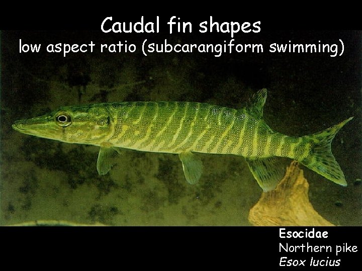 Caudal fin shapes low aspect ratio (subcarangiform swimming) Esocidae Northern pike Esox lucius 