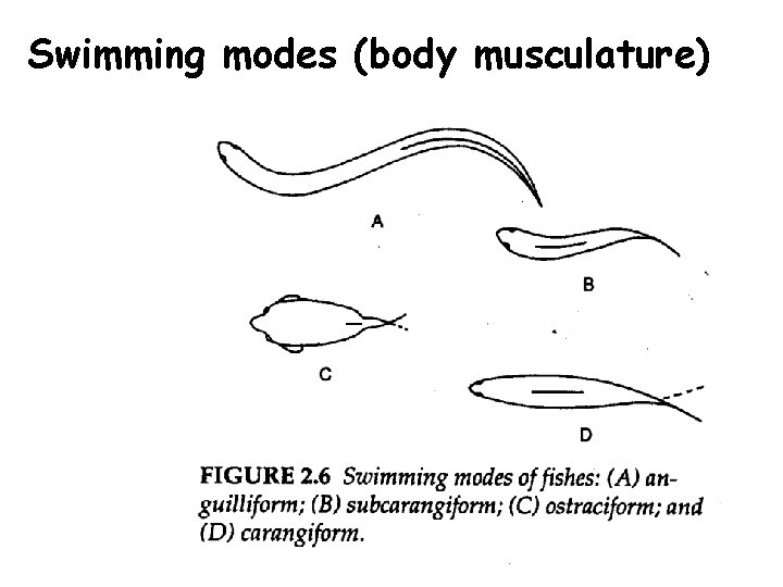 Swimming modes (body musculature) 