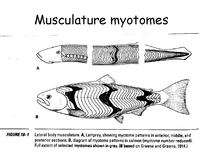 Musculature myotomes 