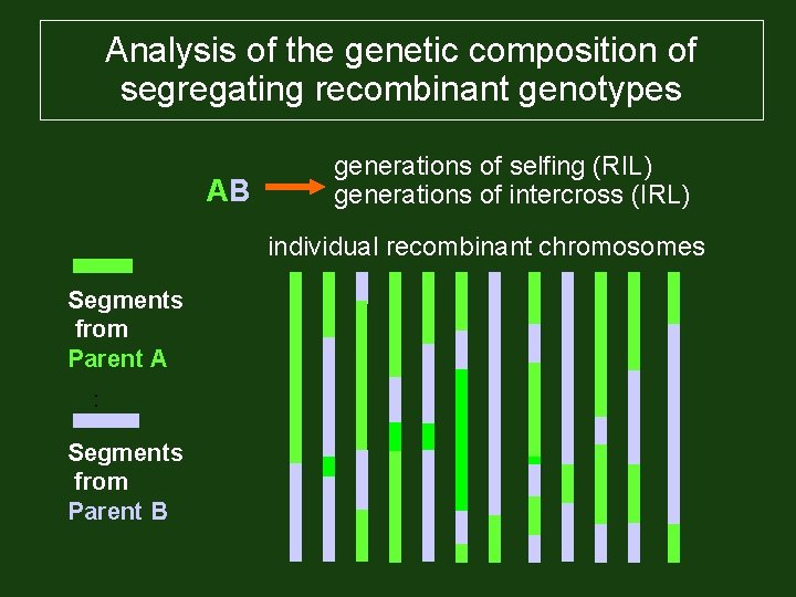 Analysis of the genetic composition of segregating recombinant genotypes AB generations of selfing (RIL)