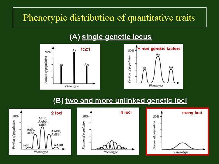  Phenotypic distribution of quantitative traits (A) single genetic locus + non genetic factors