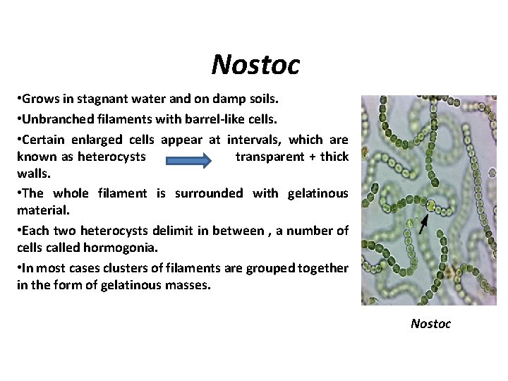 Nostoc • Grows in stagnant water and on damp soils. • Unbranched filaments with