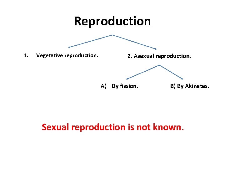 Reproduction 1. Vegetative reproduction. 2. Asexual reproduction. A) By fission. B) By Akinetes. Sexual