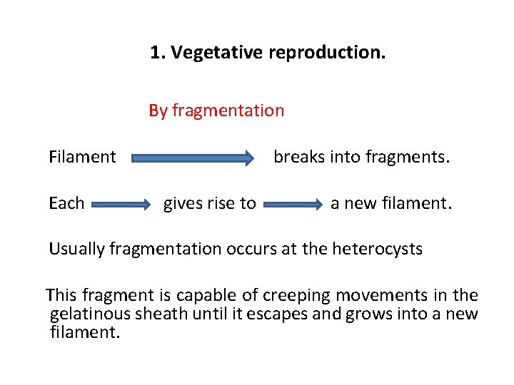 1. Vegetative reproduction. By fragmentation Filament Each breaks into fragments. gives rise to a