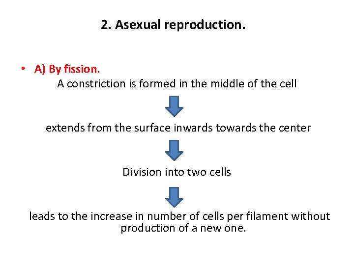 2. Asexual reproduction. • A) By fission. A constriction is formed in the middle