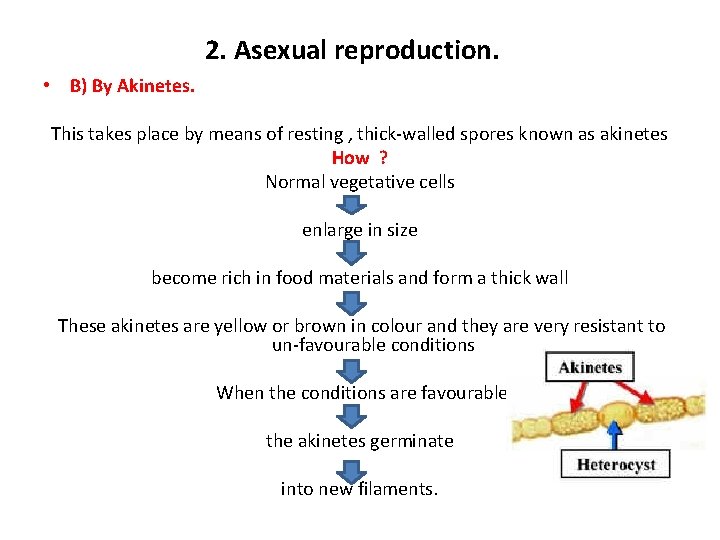 2. Asexual reproduction. • B) By Akinetes. This takes place by means of resting
