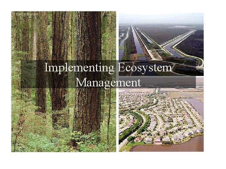 Implementing Ecosystem Management 