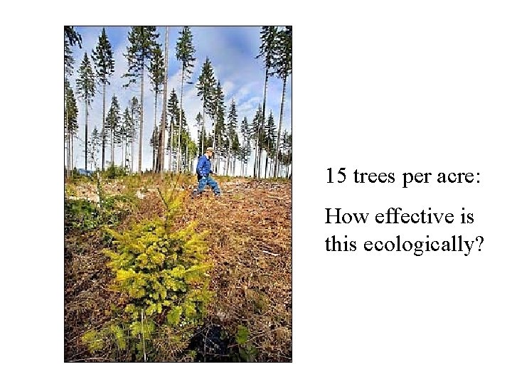 15 trees per acre: How effective is this ecologically? 