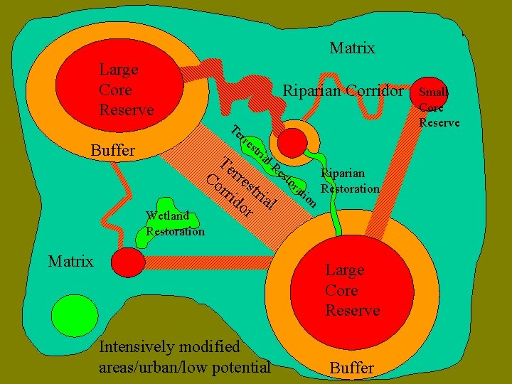 Matrix Large Core Reserve Buffer Matrix Riparian Corridor Te r re str ial Te