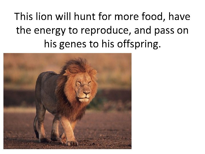 This lion will hunt for more food, have the energy to reproduce, and pass