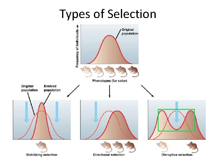 Types of Selection 