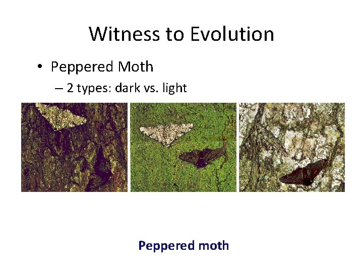 Witness to Evolution • Peppered Moth – 2 types: dark vs. light Peppered moth