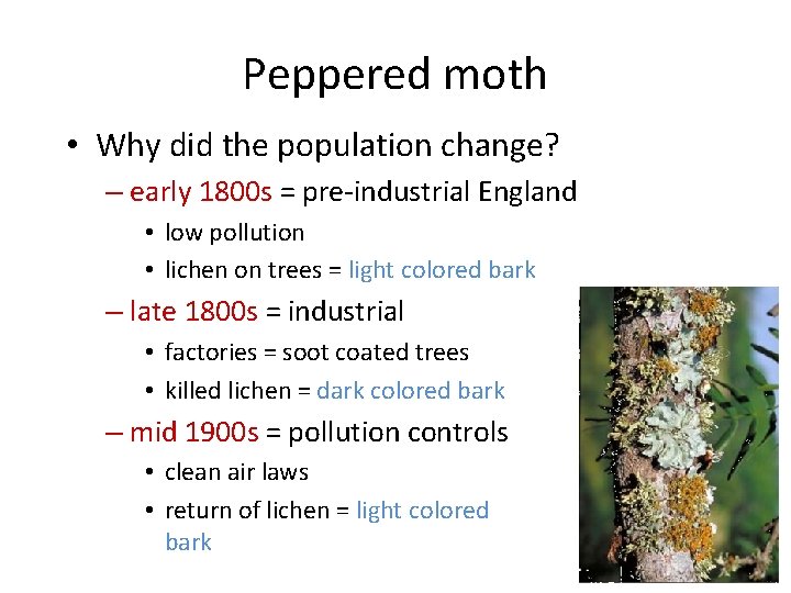 Peppered moth • Why did the population change? – early 1800 s = pre-industrial
