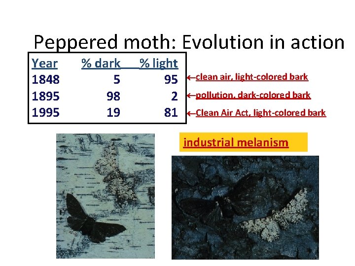 Peppered moth: Evolution in action Year 1848 1895 1995 % dark 5 98 19