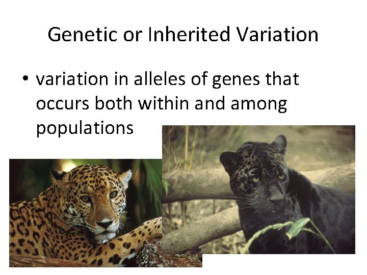 Genetic or Inherited Variation • variation in alleles of genes that occurs both within