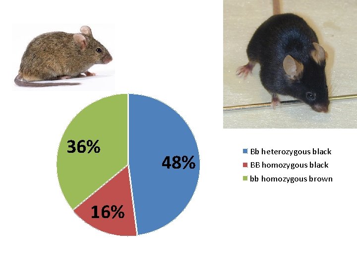 36% 16% 48% Bb heterozygous black BB homozygous black bb homozygous brown 