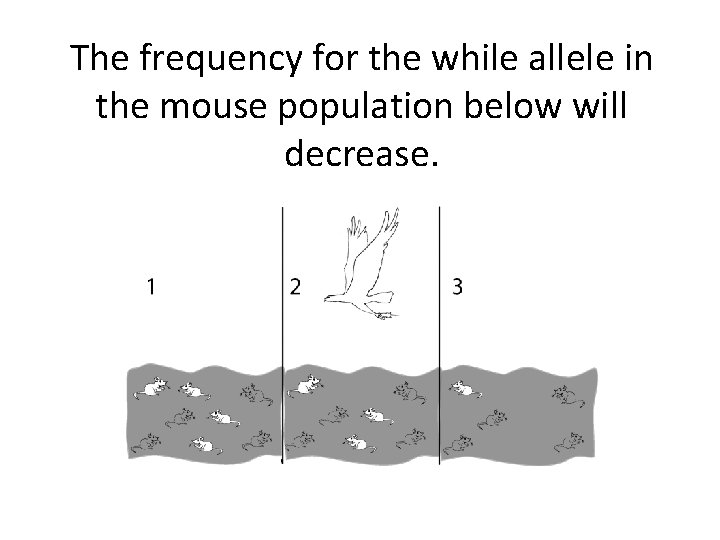 The frequency for the while allele in the mouse population below will decrease. 