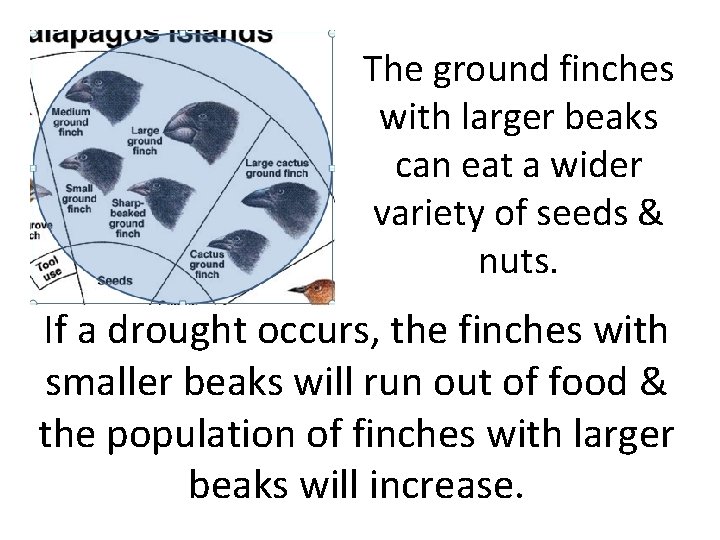 The ground finches with larger beaks can eat a wider variety of seeds &