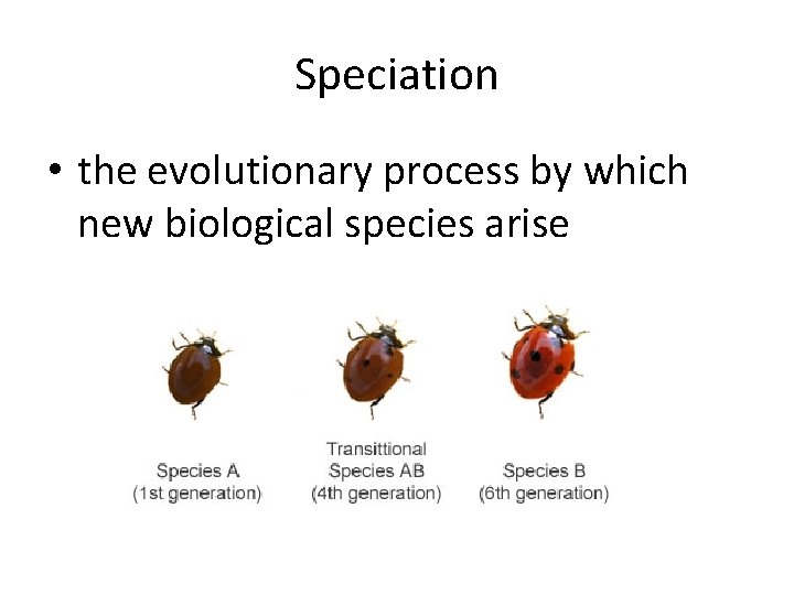 Speciation • the evolutionary process by which new biological species arise 
