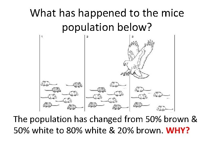 What has happened to the mice population below? The population has changed from 50%