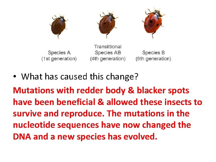  • What has caused this change? Mutations with redder body & blacker spots