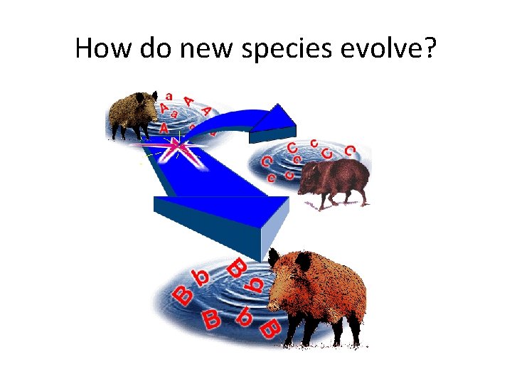 How do new species evolve? 