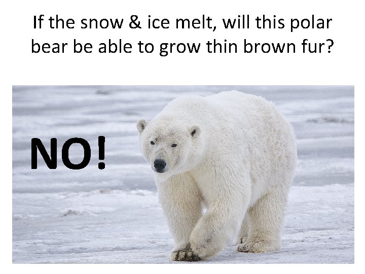 If the snow & ice melt, will this polar be able to grow thin