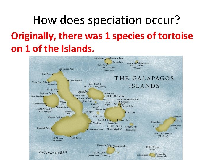 How does speciation occur? Originally, there was 1 species of tortoise on 1 of