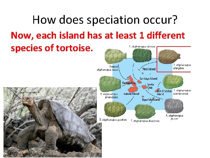How does speciation occur? Now, each island has at least 1 different species of