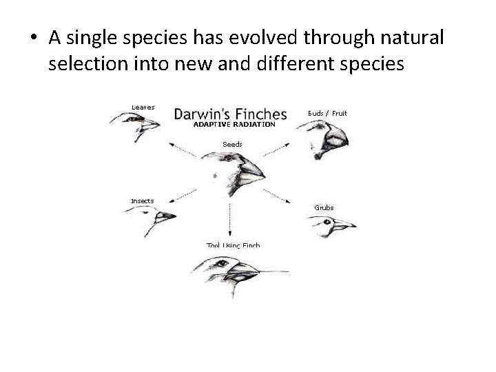  • A single species has evolved through natural selection into new and different