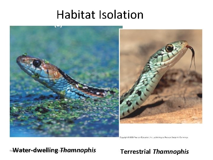 Habitat Isolation (a) Water-dwelling Thamnophis Terrestrial Thamnophis 
