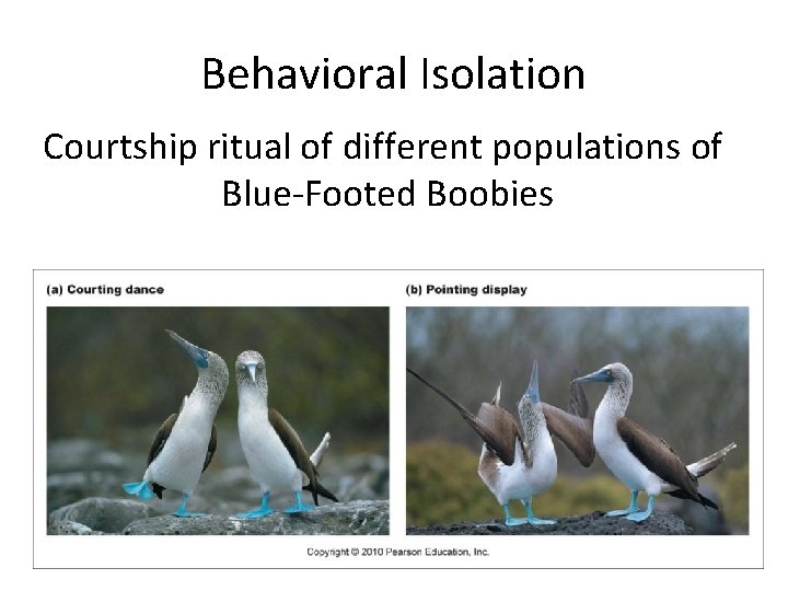 Behavioral Isolation Courtship ritual of different populations of Blue-Footed Boobies 
