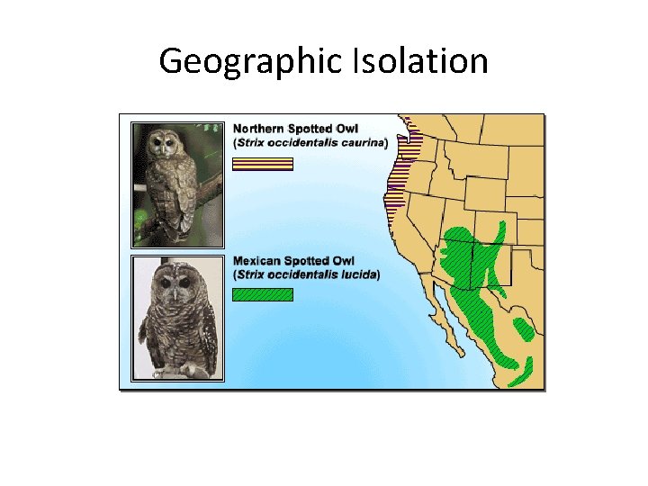 Geographic Isolation 