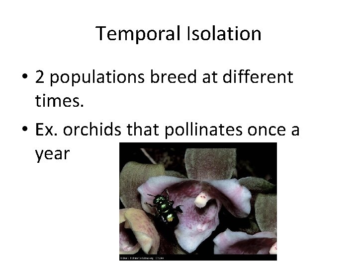 Temporal Isolation • 2 populations breed at different times. • Ex. orchids that pollinates