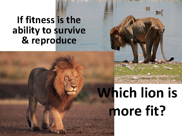 If fitness is the ability to survive & reproduce Which lion is more fit?