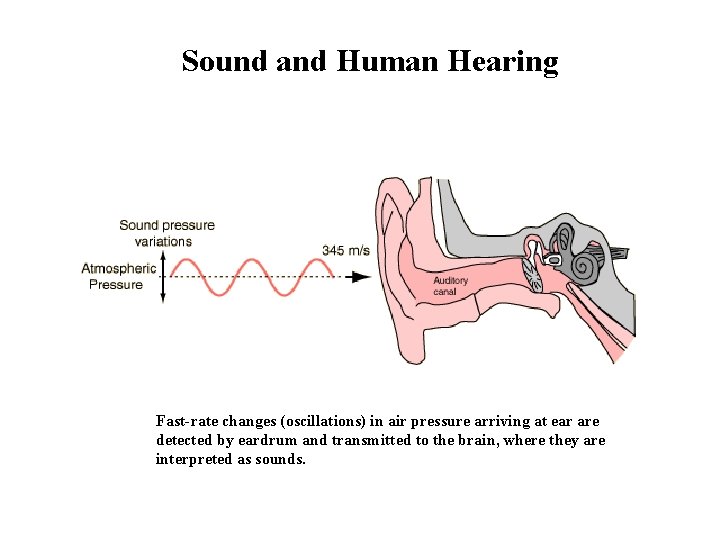 Sound and Human Hearing Fast-rate changes (oscillations) in air pressure arriving at ear are