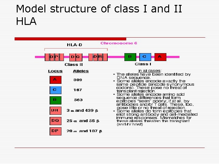 Model structure of class I and II HLA 