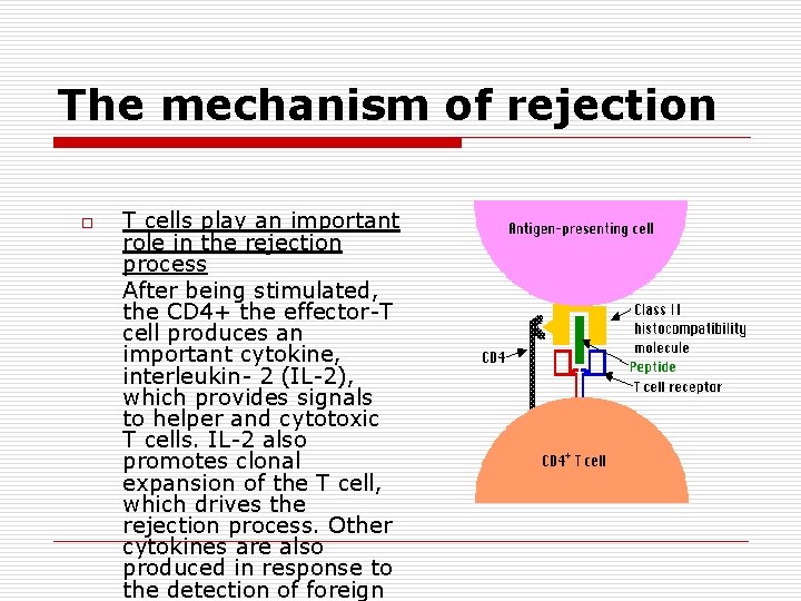 The mechanism of rejection o T cells play an important role in the rejection