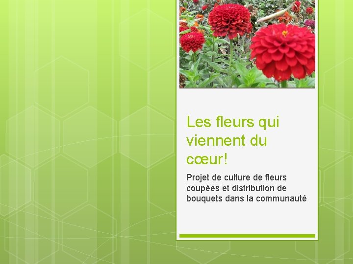 Les fleurs qui viennent du cœur! Projet de culture de fleurs coupées et distribution