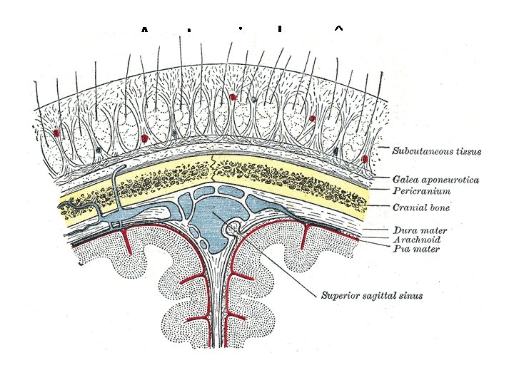 Anatomie du crâne • Scalp 