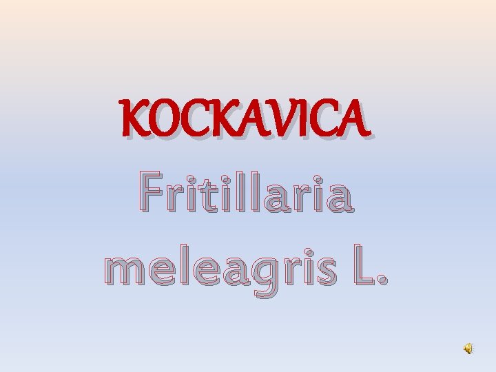 KOCKAVICA Fritillaria meleagris L. 