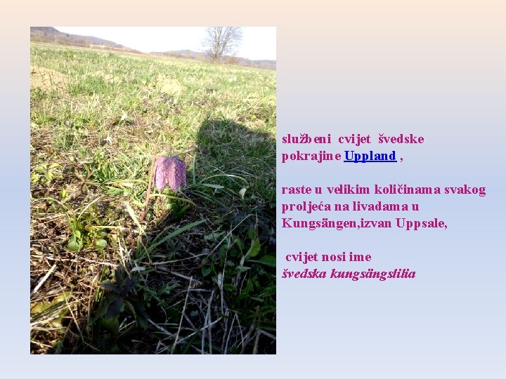 službeni cvijet švedske pokrajine Uppland , raste u velikim količinama svakog proljeća na livadama službeni cvijet švedske pokrajine Uppland , raste u velikim količinama svakog proljeća na livadama