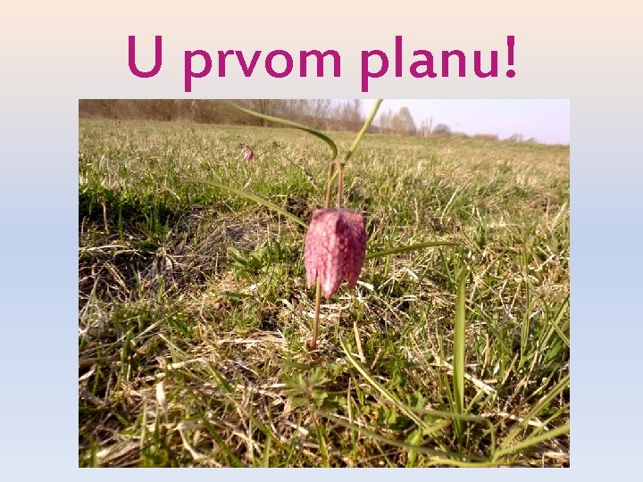 U prvom planu! U prvom planu!