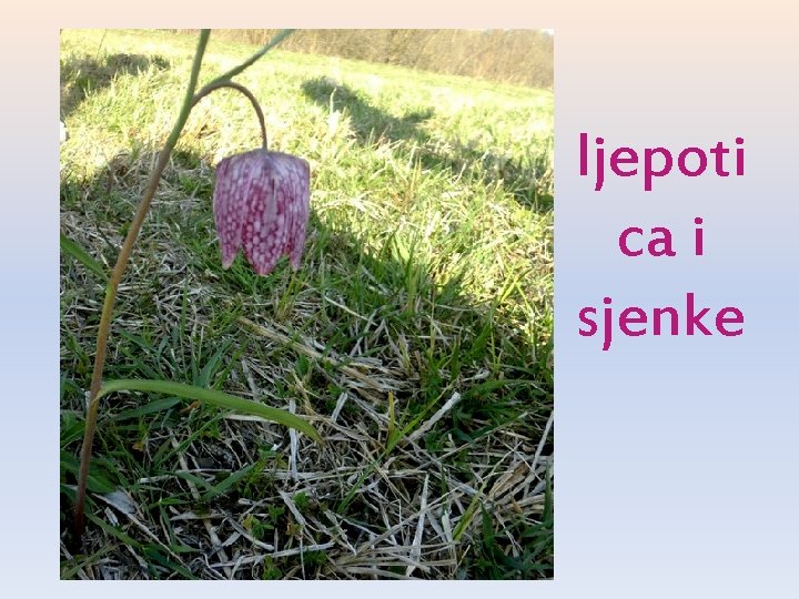 ljepoti ca i sjenke 