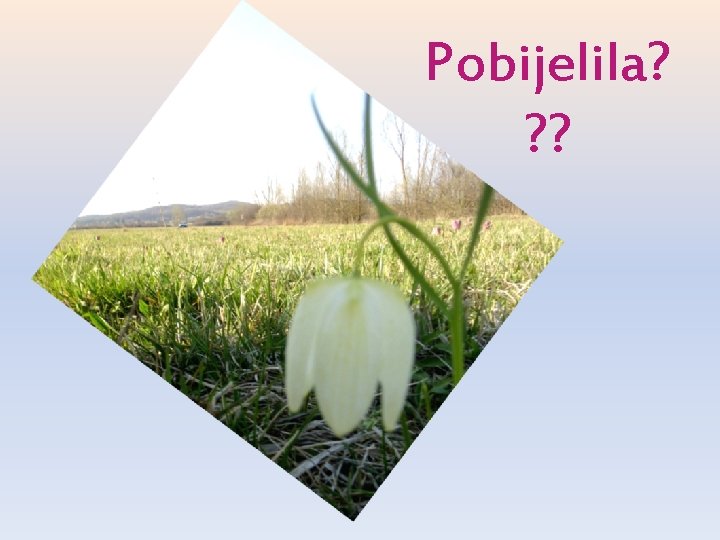 Pobijelila? ? ? 