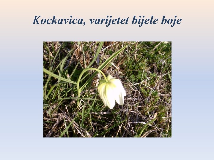 Kockavica, varijetet bijele boje 