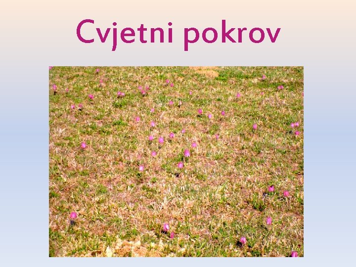 Cvjetni pokrov Cvjetni pokrov