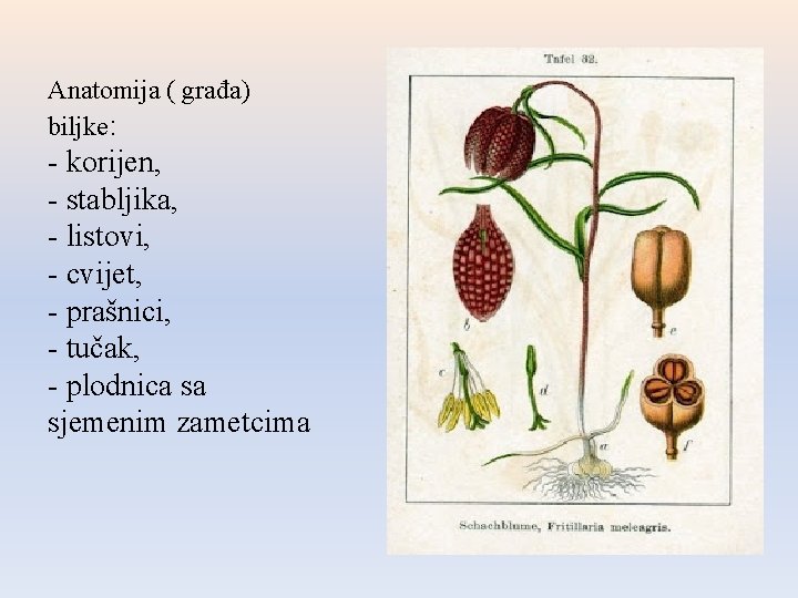 Anatomija ( građa) biljke: - korijen, - stabljika, - listovi, - cvijet, - prašnici, Anatomija ( građa) biljke: - korijen, - stabljika, - listovi, - cvijet, - prašnici,